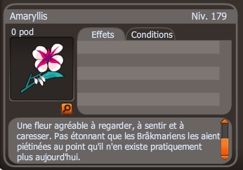 amaryllis dofus